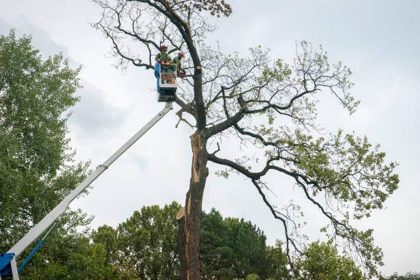 How Our Tree Care Process Works  in  Manistique, MI