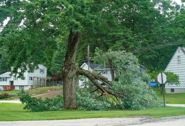 Reliable Manistique, MI Tree Removal Solutions